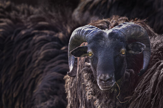 Sheep, Alpines Steinschaf, with large twisted horns, Ovis aries