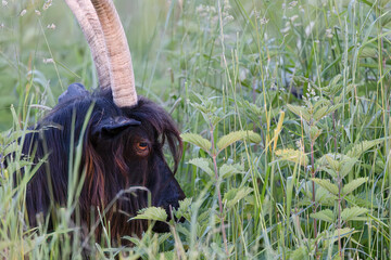 Obraz premium Head of a blackfaced horned goat, Valais black neck goat, Capra hircus