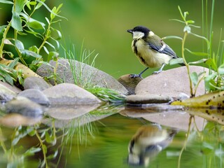 Young Great tit, Parus major stands on the stones at the bird's water hole. Reflection on the water. Czechia. 