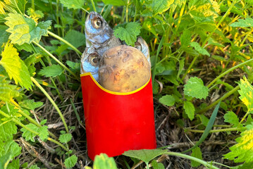 Fresh potatoe and fish in paper pack for french fries. Dry Fish and Village potatoes in red carton box. Dried Fish and potato in kraft paper box for beer. Empty space for text on pack box.