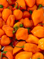 habanero orange chilli peppers