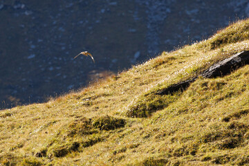 Common kestrel (Falco tinnunculus) near Passo di Gana Negra, Ticino