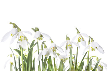 Obraz premium White flower, snowdrops in winter, white in white, Galanthus