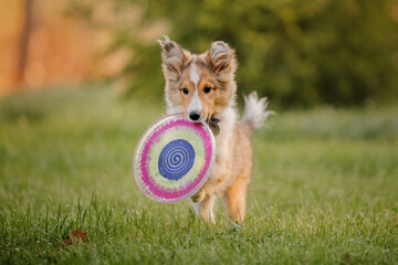 Shetland Sheepdog puppy playing with colorful flying disc. Summer and Autumn, Fall colors