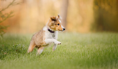 Shetland Sheepdog puppy playing outdoor. Summer and Autumn, Fall colors. Sheltie dog