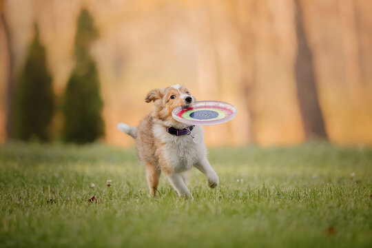 Shetland Sheepdog puppy playing with colorful flying disc. Summer and Autumn, Fall colors
