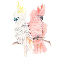 Watercolor pink and white cockatoos