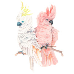 Watercolor pink and white cockatoos © ANNA
