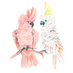 Naklejka premium Watercolor cockatoos on branch