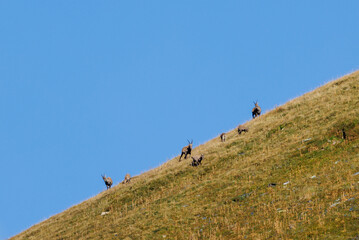 herd of Ibex in the Alps of Surselva