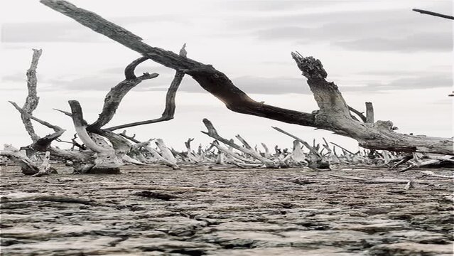 Destruction mangrove forest scenery, destruction mangrove forest is an ecosystem that has been severely degraded or eliminated such as habitat, and pollution, take care of the mangrove forest.