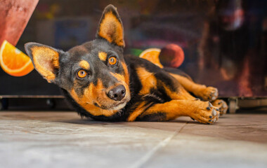 Black and brown dog lying on floor, looking at camera