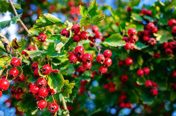 Red hawthorn berries on the bush. Harvest of medicinal berries