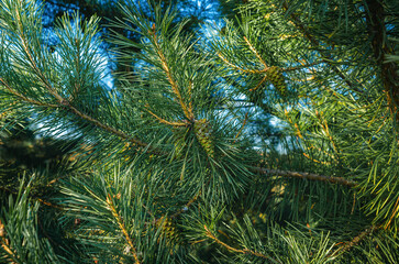 Green pine branches. Background of conifers