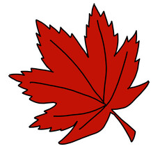 Obraz premium red maple leaf