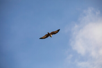 Fly like a free falcon red bird