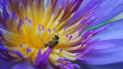Little bee take a pollen in lotus