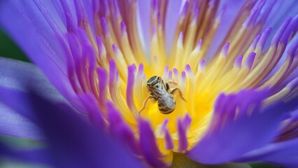 Little bee take a pollen in lotus