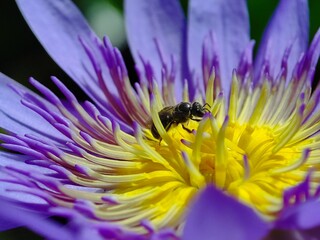 Little bee take a pollen in lotus