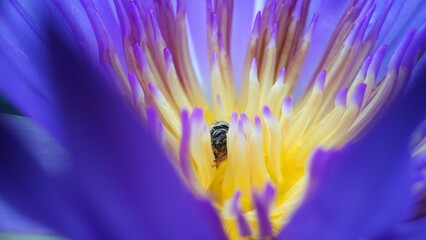 Little bee take a pollen in lotus