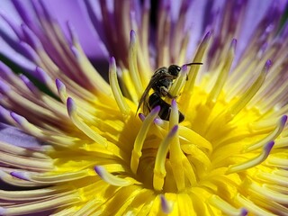 Little bee take a pollen in lotus