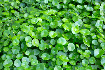 Centella asiatica. Fresh green leaves herb background.