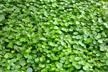 Centella asiatica. Fresh green leaves herb background.