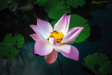 Top view of a Beautiful pink lotus flower in blooming and  Indian Lotus Pollen on a lotus flower...