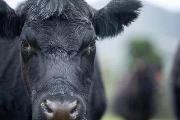 Zelfklevend Fotobehang Cow face close up looking at camera. Black Wagyu cow © Phoebe