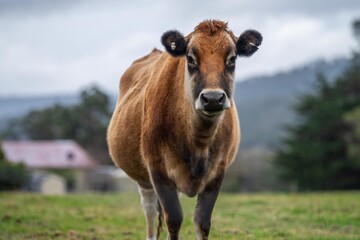 Naklejka na ściany i meble Cows in a field close up on a farm eating grass