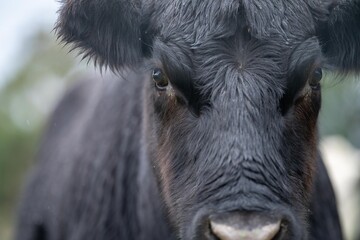 Cow face close up looking at camera. Black Wagyu cow