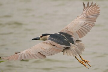 Fototapeta premium Black-crowned Night Heron in Flight Harris Neck NWR Townsend Georgia