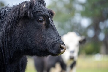 Fototapeta premium Cows in a field close up on a farm eating grass