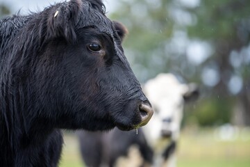 Cows in a field close up on a farm eating grass