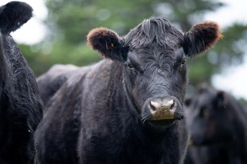 Stud Angus cows in a field free range beef cattle on a farm. Portrait of cow close up