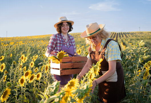 Happy women with box of sunflowers in field