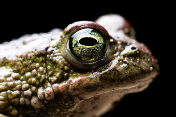 Side view of green toad