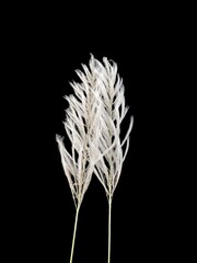 white pampas grass isolated on black background, close-up
