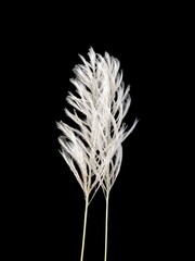 white pampas grass isolated on black background, close-up