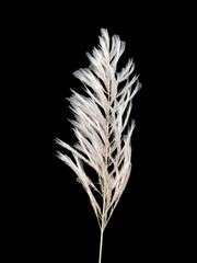 white pampas grass isolated on black background, close-up