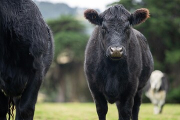 Fototapeta premium black and white cows