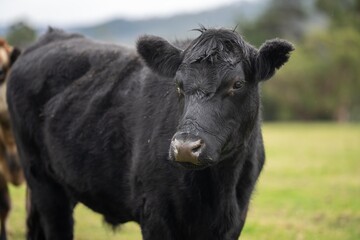 Fototapeta premium Sustainable livestock farming of cows storing carbon in the soil. Portrait of English cows in a meadow