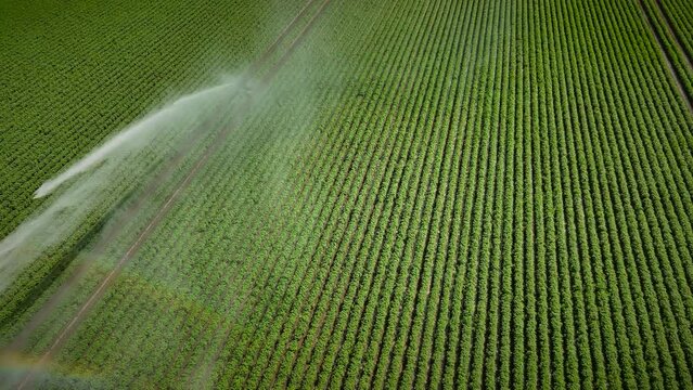 Irrigation pivot gun machine spraying water on an agricultural field during a dry sprintime day.
