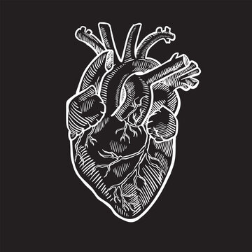 Anatomical heart white on black background