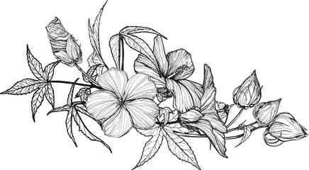 Composition of Hibiscus flowers and leaves. Black and white hand-drawn graphics translated into vector. Botanical illustration for printing on fabric, packaging, prints, stickers, posters, postcards