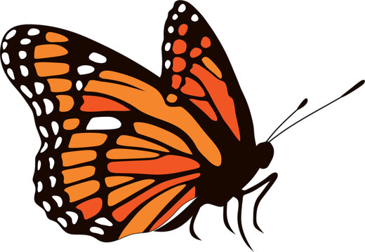 Vector orange monarch butterfly. A beautiful insect with large colored wings. Drawing of a flying beetle..