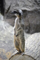 meerkat on guard