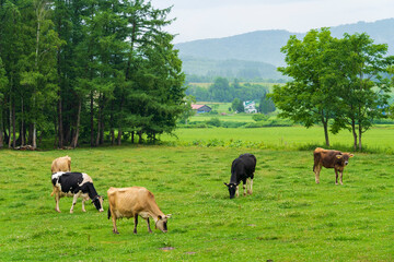 Fototapeta premium 北海道江丹別の乳牛放牧風景