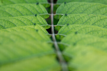 symmetrische Blätter