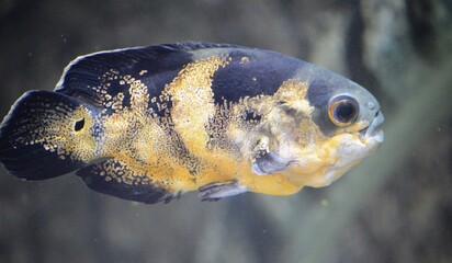 fish in aquarium